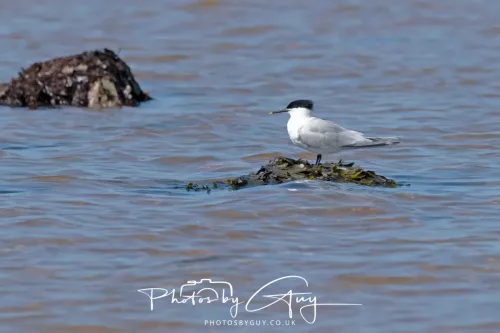 24 April 2026 - Stravanan Bay, Isle of Bute - Sandwich Tern