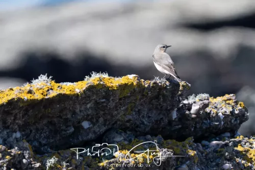 24 April 2026 - Stravanan Bay, Isle of Bute - Wheatear