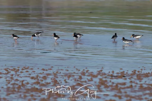 24 April 2026 - Kilchatten Bay, Isle of Bute - Oyster catchers