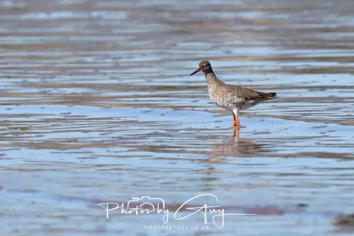 24 April 2026 - Kilchatten Bay, Isle of Bute - Redshank