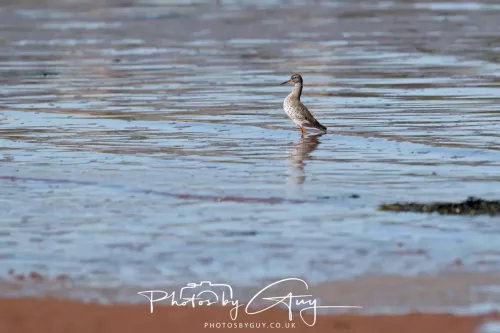 24 April 2026 - Kilchatten Bay, Isle of Bute - Redshank