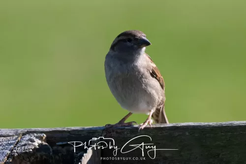24 April 2026 - Kilchatten Bay, Isle of Bute - House Sparrow