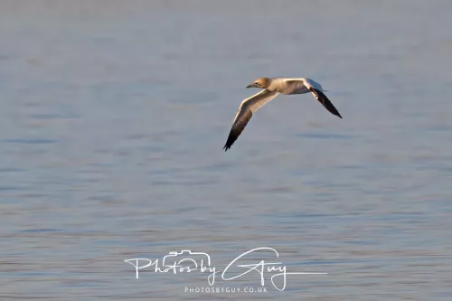 24 April 2026 - Kilchatten Bay, Isle of Bute - Gannet