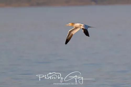 24 April 2026 - Kilchatten Bay, Isle of Bute - Gannet
