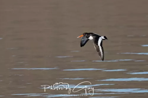 25 April 2026 Kingscross, Isle of Arran - Oyster Catcher