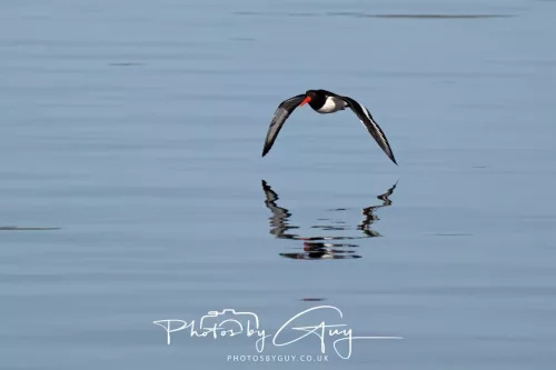 25 April 2026 Kingscross, Isle of Arran - Oyster Catcher