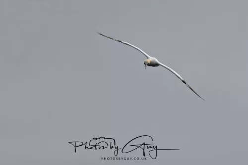 18 April 2026 - Ettrick Bay, Isle of Bute - Gannet