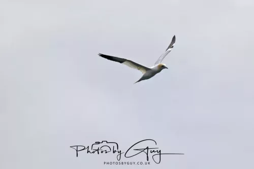 18 April 2026 - Ettrick Bay, Isle of Bute - Gannet