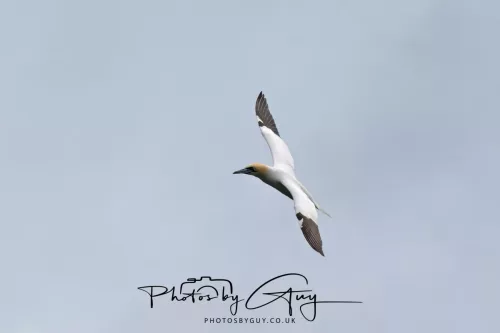 18 April 2026 - Ettrick Bay, Isle of Bute - Gannet