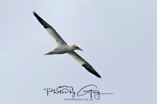 18 April 2026 - Ettrick Bay, Isle of Bute - Gannet