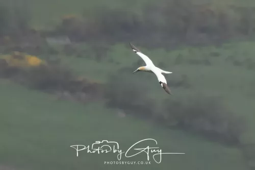 18 April 2026 - Ettrick Bay, Isle of Bute - Gannet