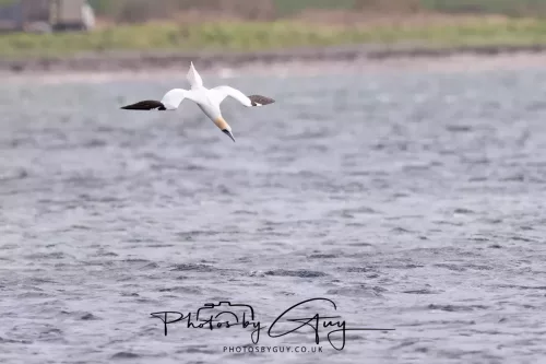 18 April 2026 - Ettrick Bay, Isle of Bute - Gannet