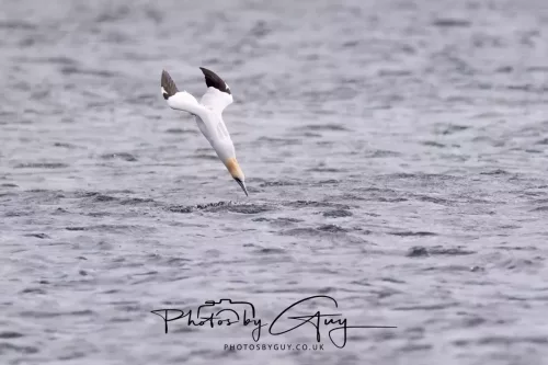 18 April 2026 - Ettrick Bay, Isle of Bute - Gannet