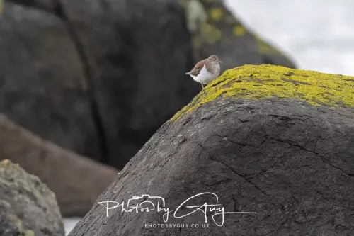 18 April 2026 - Ettrick Bay, Isle of Bute - Common Sandpiper