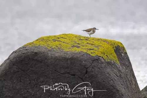 18 April 2026 - Ettrick Bay, Isle of Bute - Common Sandpiper