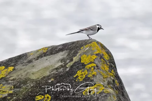 18 April 2026 - Ettrick Bay, Isle of Bute- White Wagtail