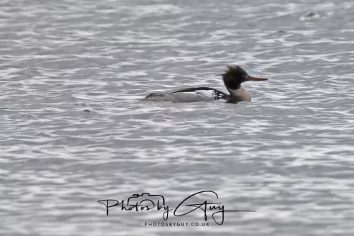 18 April 2026 - Ettrick Bay, Isle of Bute- Gooseander