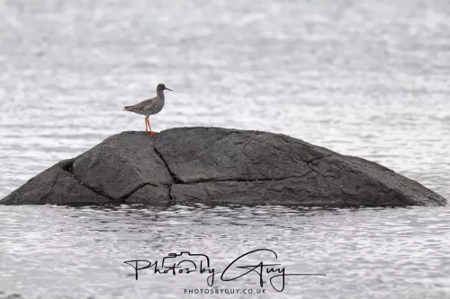 18 April 2026 - Ettrick Bay, Isle of Bute - Redshank
