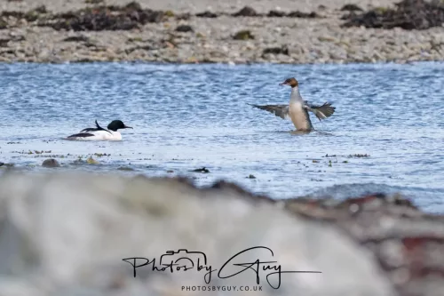 18 April 2026 - Ettrick Bay, Isle of Bute- Gooseander