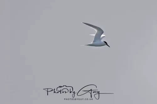 18 April 2026 - Ettrick Bay, Isle of Bute - Sandwich Tern