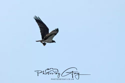 18 April 2026 - Ettrick Bay, Isle of Bute- Osprey