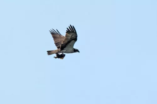 18 April 2026 - Ettrick Bay, Isle of Bute - Osprey