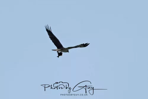 18 April 2026 - Ettrick Bay, Isle of Bute- Osprey