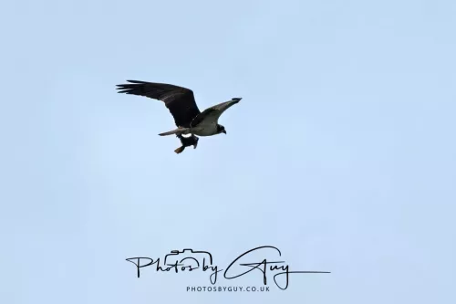 18 April 2026 - Ettrick Bay, Isle of Bute- Osprey