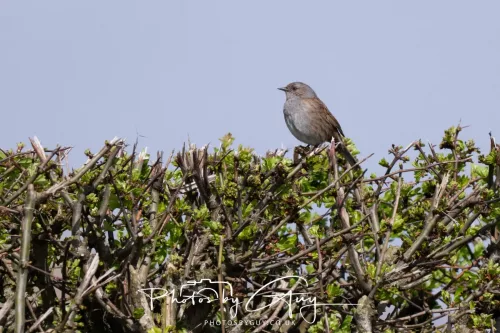 18 April 2026 - Ettrick Bay, Isle of Bute - Dunnock
