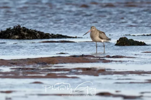 18 April 2026 - Ettrick Bay, Isle of Bute- Bar Tailed Godwit
