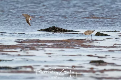 Bar tailed Godwit and redshankBute