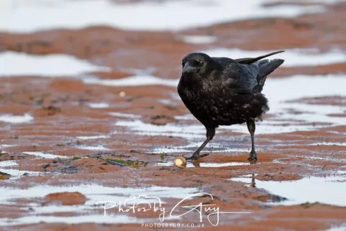 18 April 2026 - Ettrick Bay, Isle of Bute - Common Crow
