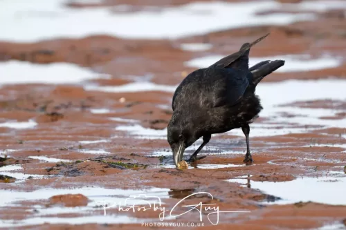 18 April 2026 - Kilchatten Bay, Isle of Bute - Common Crow
