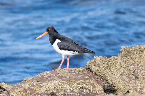 18 April 2026 - Ettrick Bay, Isle of Bute - Oyster catcher
