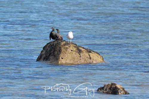 18 April 2026 - Ettrick Bay, Isle of Bute - Shag and Herring Gull