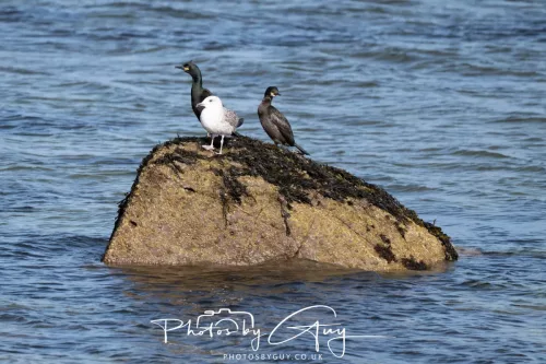 18 April 2026 - Ettrick Bay, Isle of Bute - Shag and Herring Gull