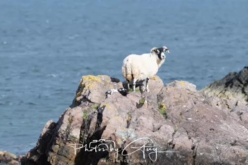 18 April 2026 - Ettrick Bay, Isle of Bute - Sheep
