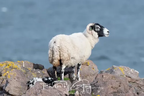 18 April 2026 - Kilchatten Bay, Isle of Bute - Sheep