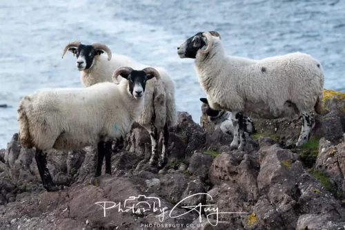 18 April 2026 - Kilchatten Bay, Isle of Bute -Sheep