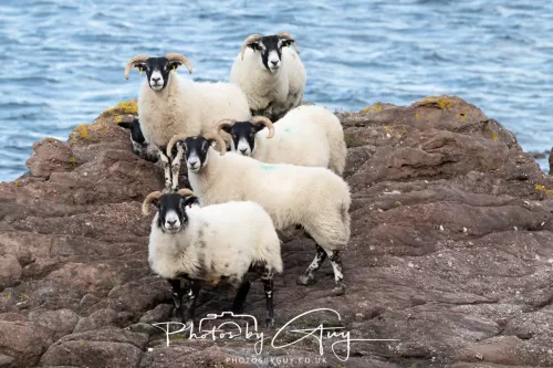 18 April 2026 - Ettrick Bay, Isle of Bute - Sheep