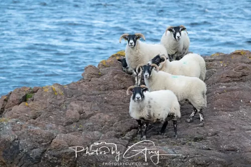 18 April 2026 - Kilchatten Bay, Isle of Bute -sheep