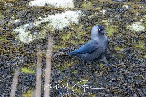 18 April 2026 - Ettrick Bay, Isle of Bute - Hooded Crow
