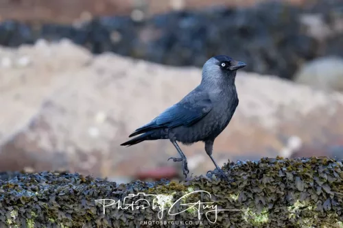 18 April 2026 - Kilchatten Bay, Isle of Bute -Hooded Crow