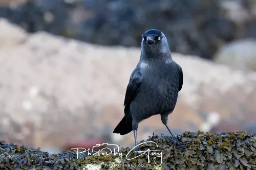 18 April 2026 - Kilcatten Bay, Isle of Bute - Hooded Crow