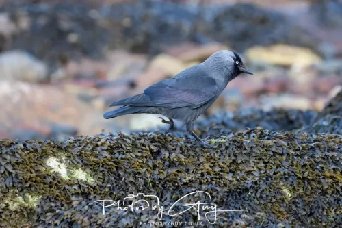 18 April 2026 - Kilchatten Bay, Isle of Bute - Hooded Crow