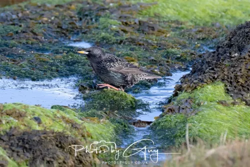 18 April 2026 - Kilcatten Bay, Isle of Bute - Starling
