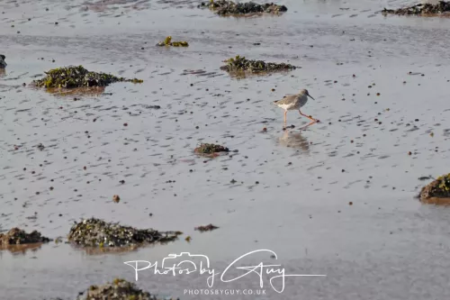 18 April 2026 - Kilcatten Bay, Isle of Bute Redshank