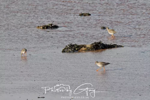 18 April 2026 - Kilcatten Bay, Isle of Bute Redshank