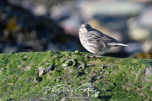 18 April 2026 - Kilcatten Bay, Isle of Bute - Rock Pipet
