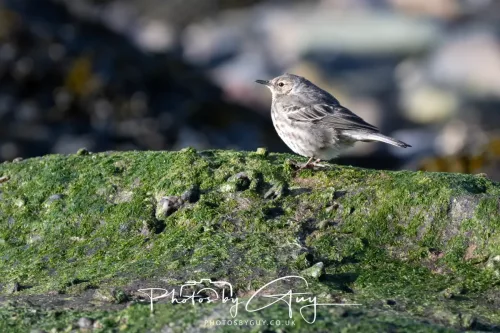 18 April 2026 - Kilcatten Bay, Isle of Bute - Rock Pipet